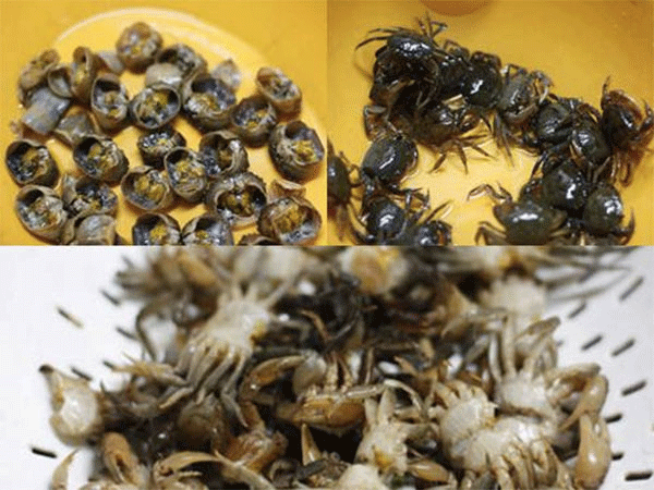 为8-9个月大的婴儿煮螃蟹粥的7种方法可以快速增加体重