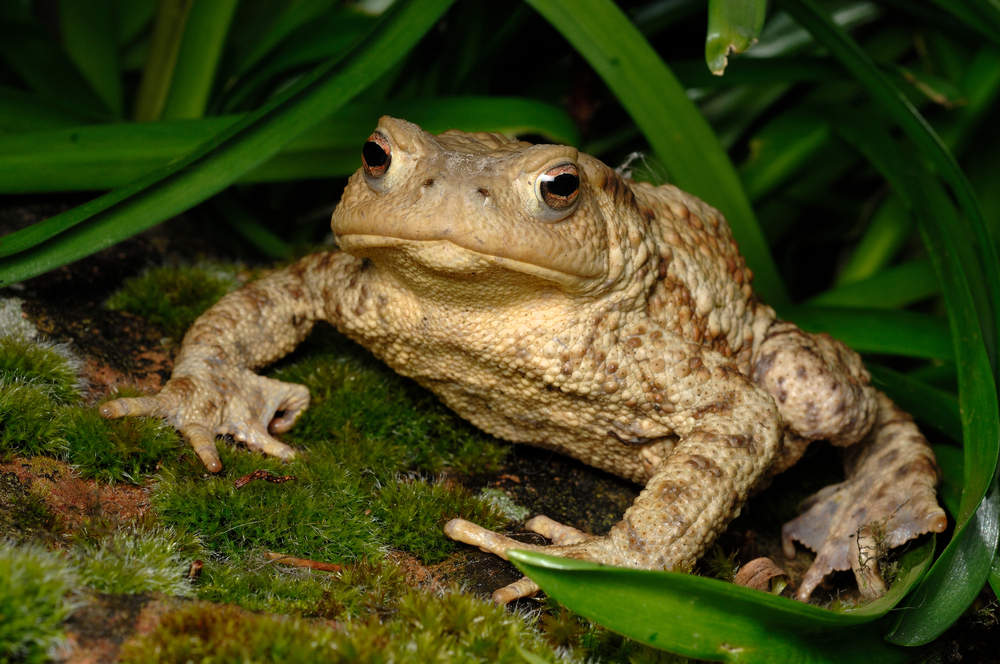 如何煮蟾蜍粥治疗婴儿病: 妈妈需要注意避免中毒