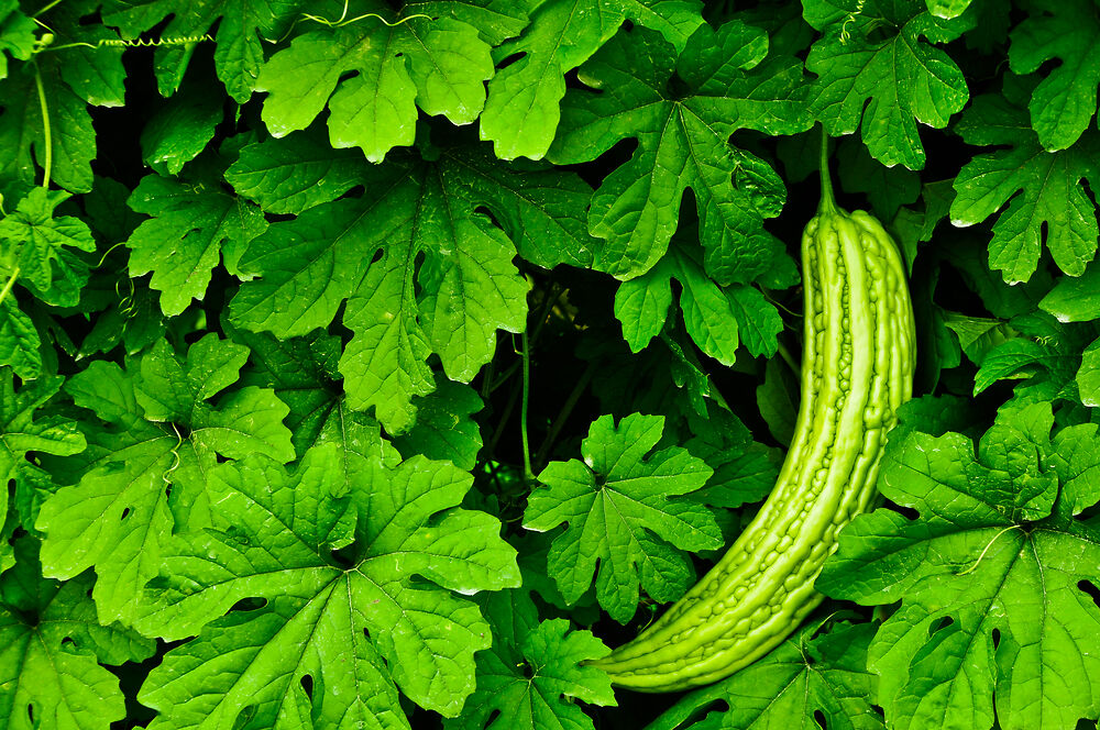 用月经叶沐浴婴儿以治疗皮疹,皮疹