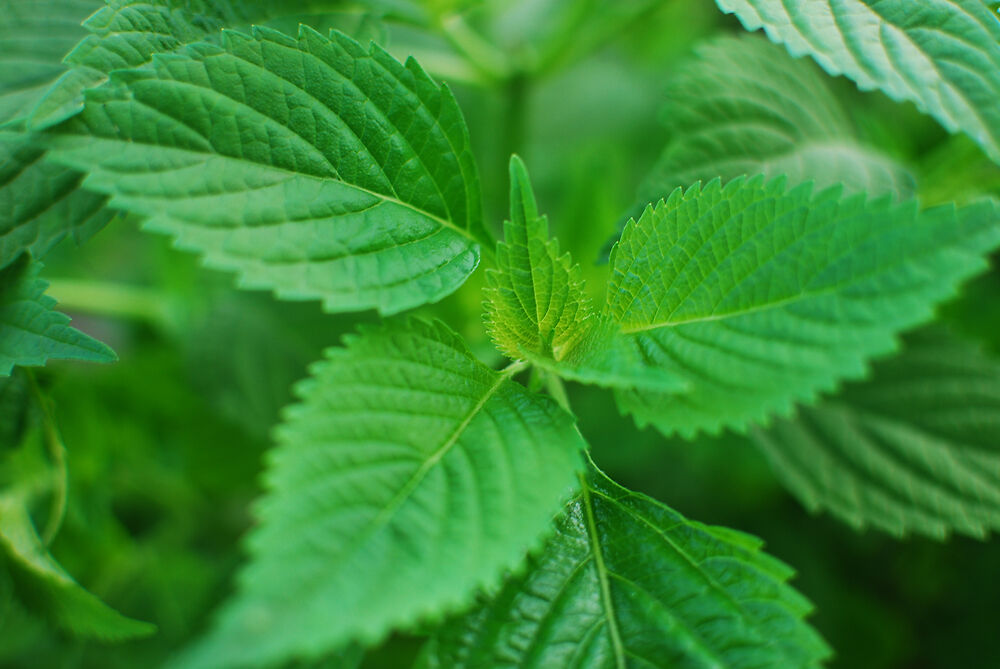 用月经叶沐浴婴儿以治疗皮疹,皮疹