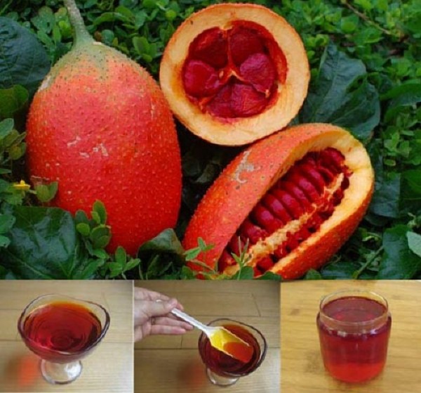 发现Gac油对儿童的惊人用途