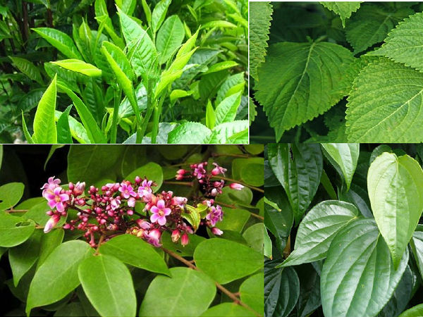 告诉母亲婴儿洗澡的叶子