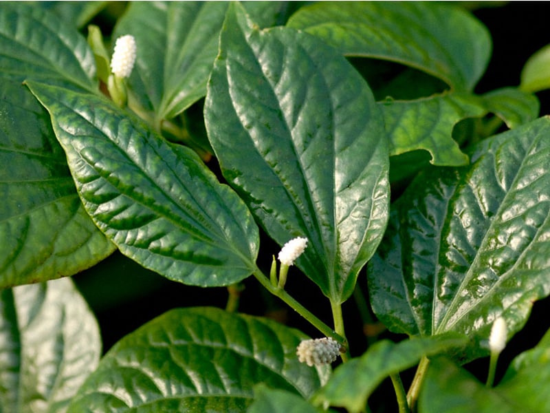 用假叶适当地浸泡脚以治疗疾病