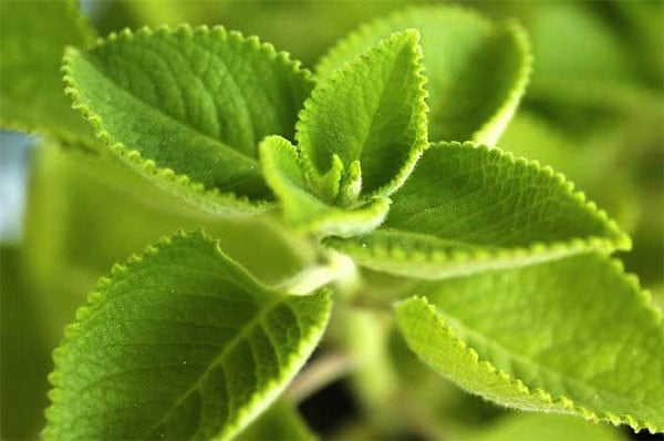 孩子嘴里有水泡是怎么回事?如何治疗