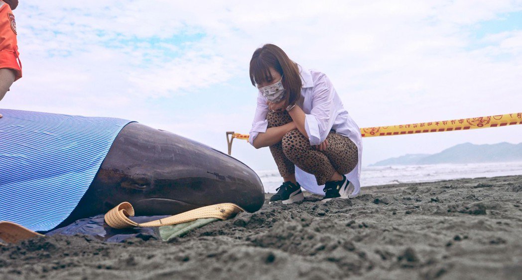 徒手喂食伪虎鲸救援舒梦兰：很怕手被牠咬下来