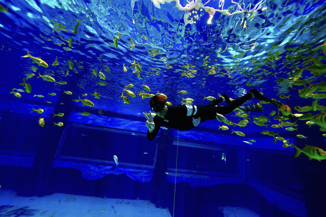 亚洲水行侠是他!陈晓东偕妻共舞海豚曝神迹