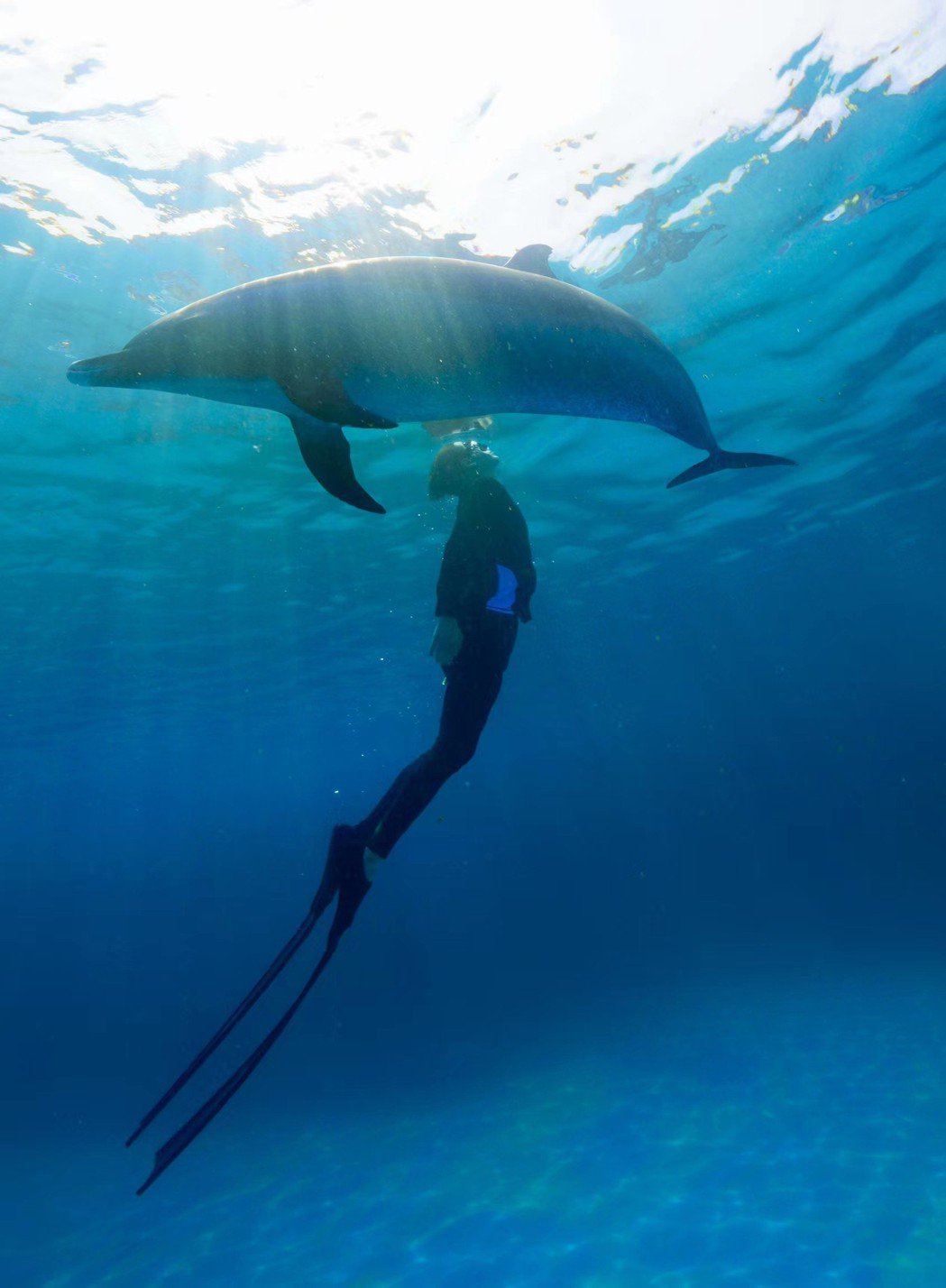 亚洲水行侠是他！陈晓东偕妻共舞海豚曝神迹
