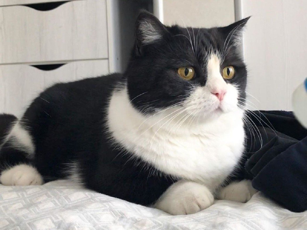 有片丶短腿超萌！俄罗斯宠物猫成IG网红圈粉5万网友