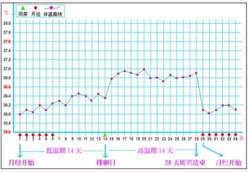 【基础体温】基础体温曲线图_基础体温怎么测