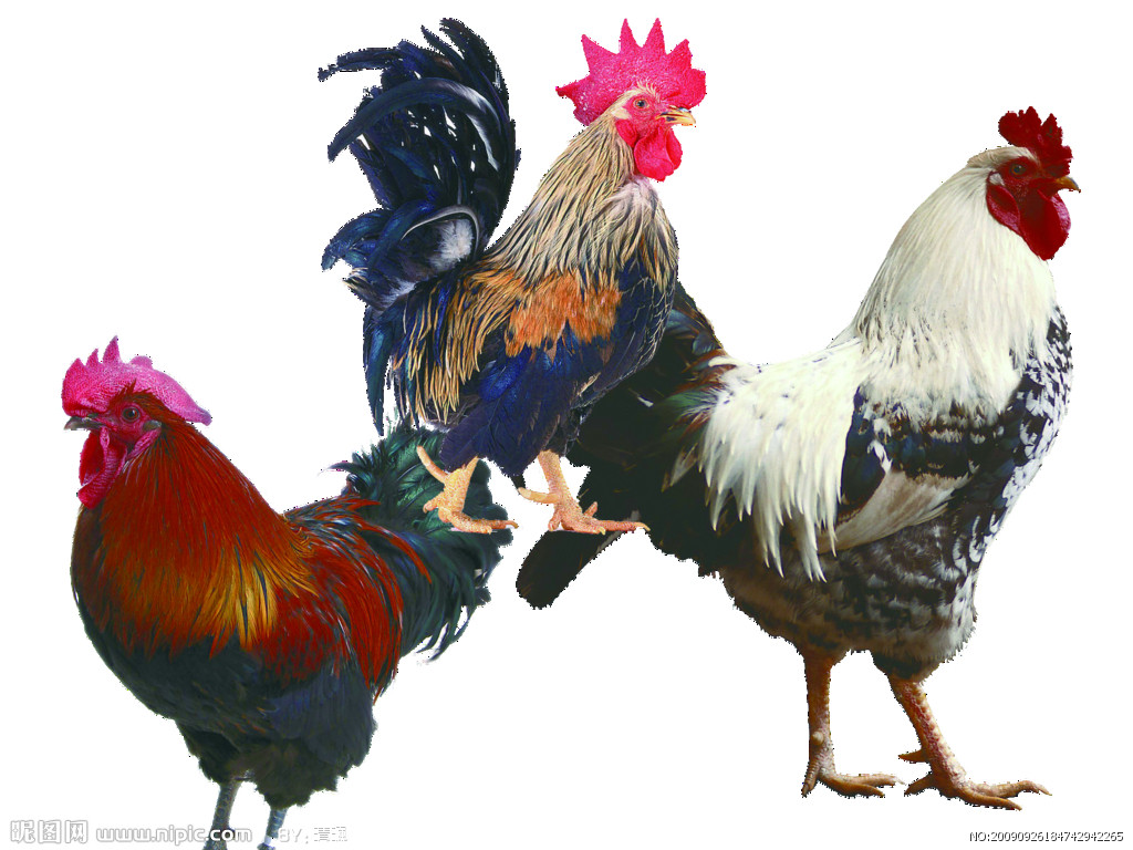 孕妇吃公鸡好还是母鸡？孕妇吃鸡这些事要注意