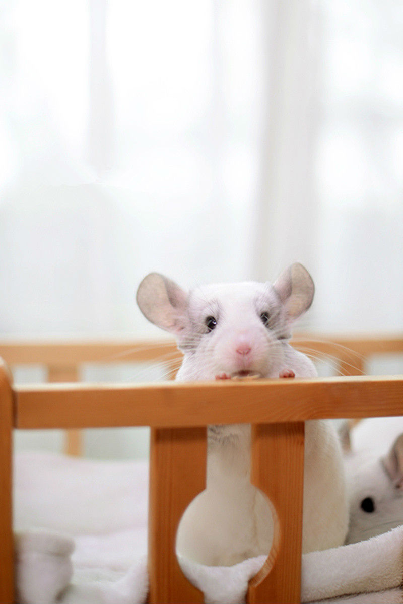 胖纸也木有什么不好嘛～ 关键是要看你萌不萌