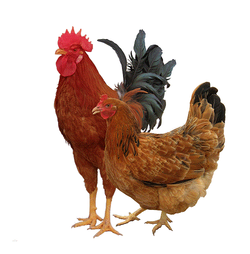 老一辈说“孕妇吃鸡”会滑胎是真的吗？