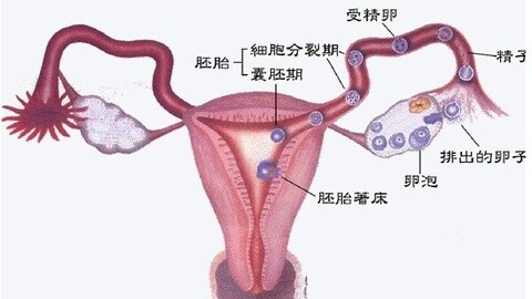 输卵管堵塞会影响怀孕吗？