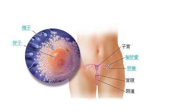 【不排卵】不排卵是什么原因_不排卵怎么办