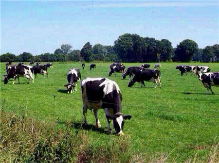 荷兰乳牛奶粉是进口的吗