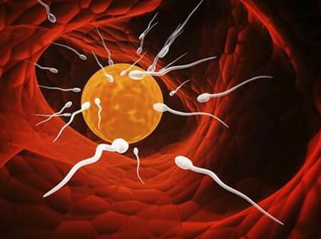 美国试管婴儿的流程图5 美国试管婴儿流程 美国试管婴儿的全过程