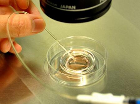 美国试管婴儿可以选择男女吗3 美国试管婴儿可以选择性别吗 美国试管婴儿能选择男女吗