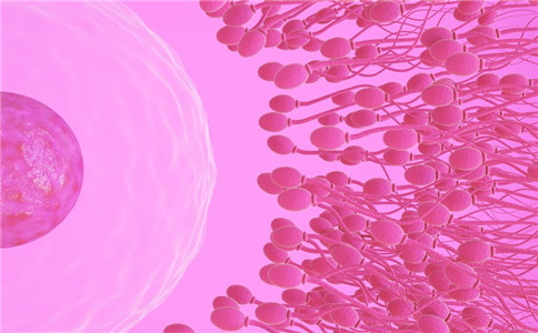 人工授精要多久 你清楚吗