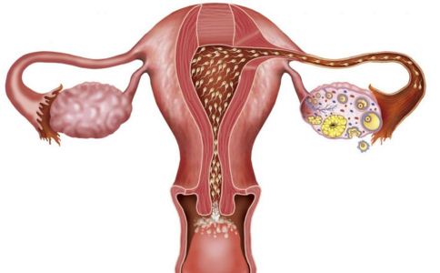 吃叶酸片有助于排卵吗 吃叶酸片有助于排卵吗