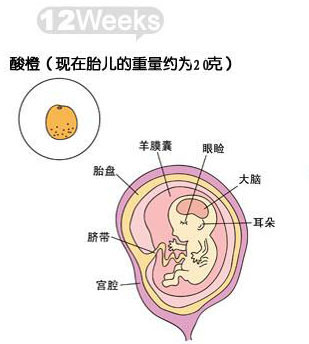 【怀孕12周】怀孕12周胎儿图_怀孕12周胎儿发育情况