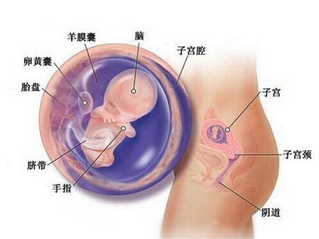 【怀孕9周】怀孕9周胎儿发育情况_怀孕9周注意事项