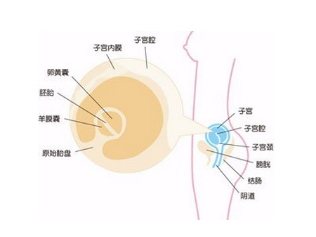 【怀孕1周】怀孕一周的症状_怀孕一周的注意事项