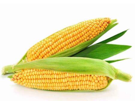 宝宝可以吃玉米油吗