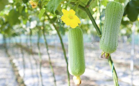 产后吃丝瓜好处多多 保湿美白通乳