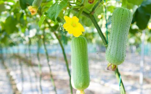 女性吃丝瓜有这五大好处 甚至还可以美容