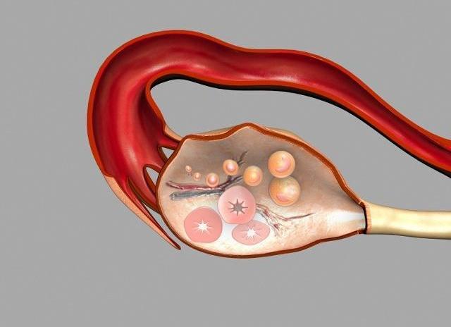 备孕：女人一个月会排几次卵？一次会排出几颗卵子？