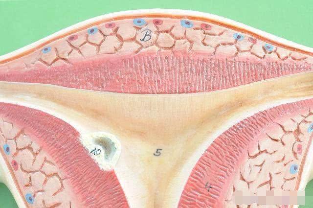 受精卵着床出血几天?体温有什么变化?