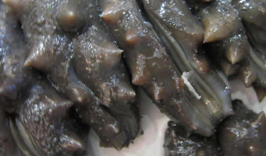 哪些食物壮阳补肾：常吃十种食物效果堪比伟哥