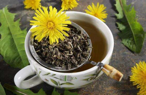 蒲公英的功效与作用（图）