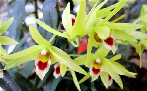 铁皮石斛有什么用 具有十大功效