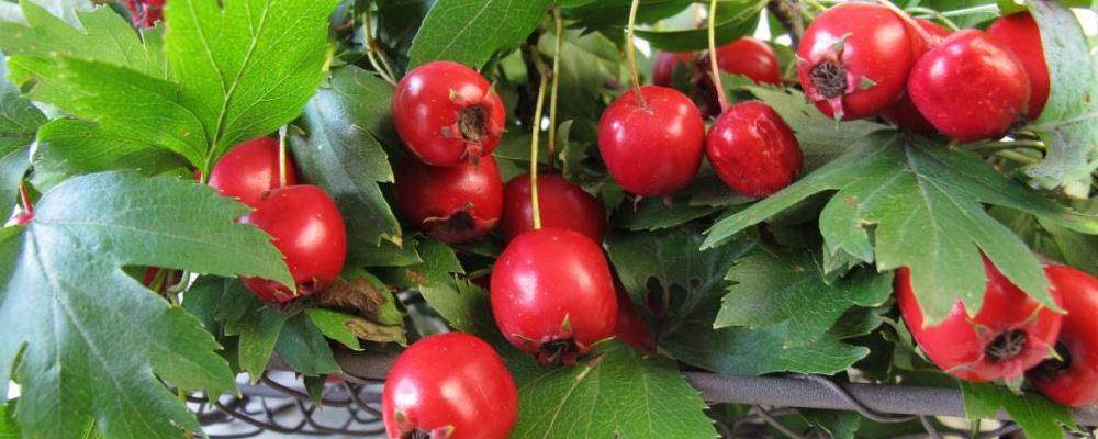 消化不良吃什么好 试试下面这些食物