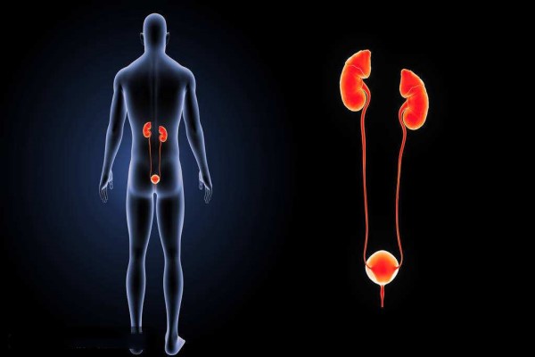 肾阳虚和肾阴虚有什么区别 区别可大了千万别搞错