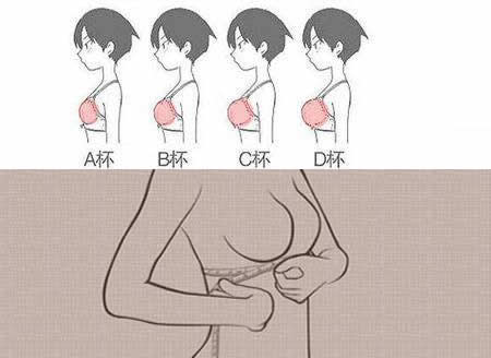 abcd哪个是大罩杯各是多大：文胸罩杯选购方法及尺寸表