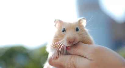 2020年生女孩多还是男孩多，生女宝宝几率大月份是哪个月？