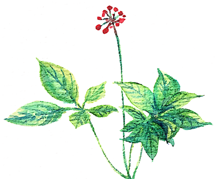 孕期爸爸胎教故事大全:人参公主