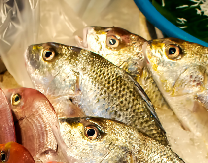 剖腹产有伤口可以喝鲫鱼汤吗 剖腹产有伤口可以喝鲫鱼汤吗 剖腹产后多久可以喝鲫鱼汤下奶