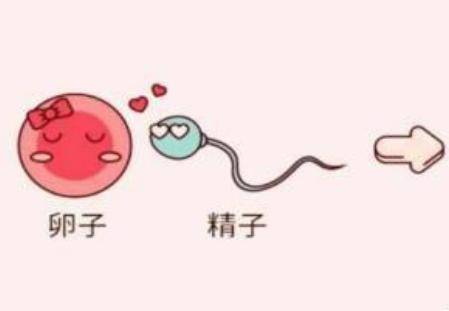 五十五女性如何提高受孕率?高龄产妇备孕前准备有哪些