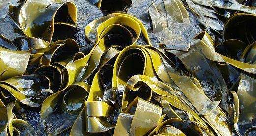 坐月子可以吃海带吗