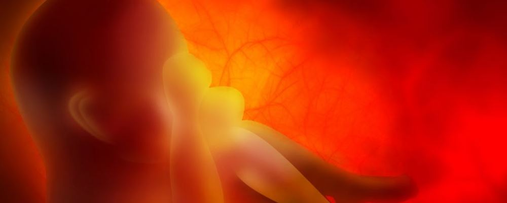 怀孕15周胎儿发育过程图