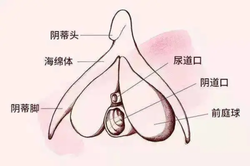 你真的了解你的阴蒂吗