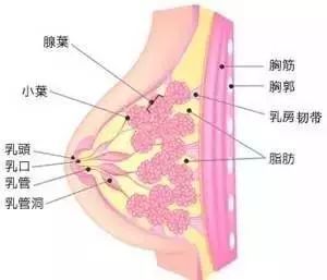 哺乳会使乳房下垂？这个锅哺乳不背！