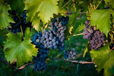 葡萄的六大功效与作用 三个吃葡萄的禁忌