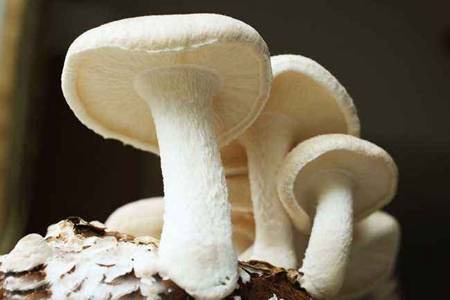 产妇坐月子期间可以吃蘑菇吗 坐月子时产妇吃什么更好下奶