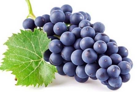 黑加仑的营养价值有哪些 女性吃黑加仑有什么好处