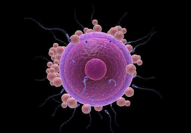 受精卵形成需要多久的时间？多久可以查出怀孕？