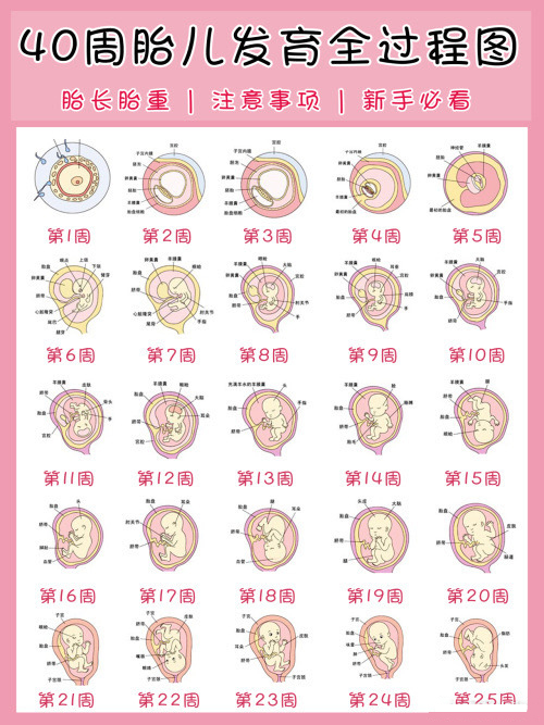 1-40周宝宝发育全图新手妈妈快了解起来！